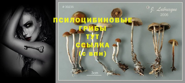 хмурый Аркадак
